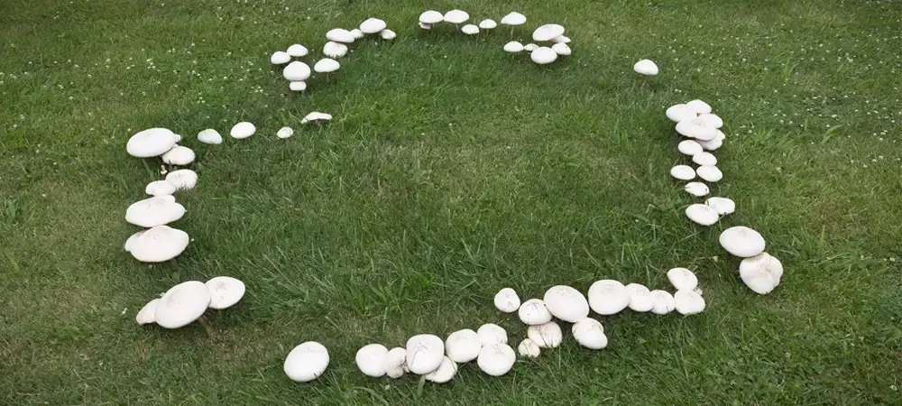 Fairy Ring with full mushrooms