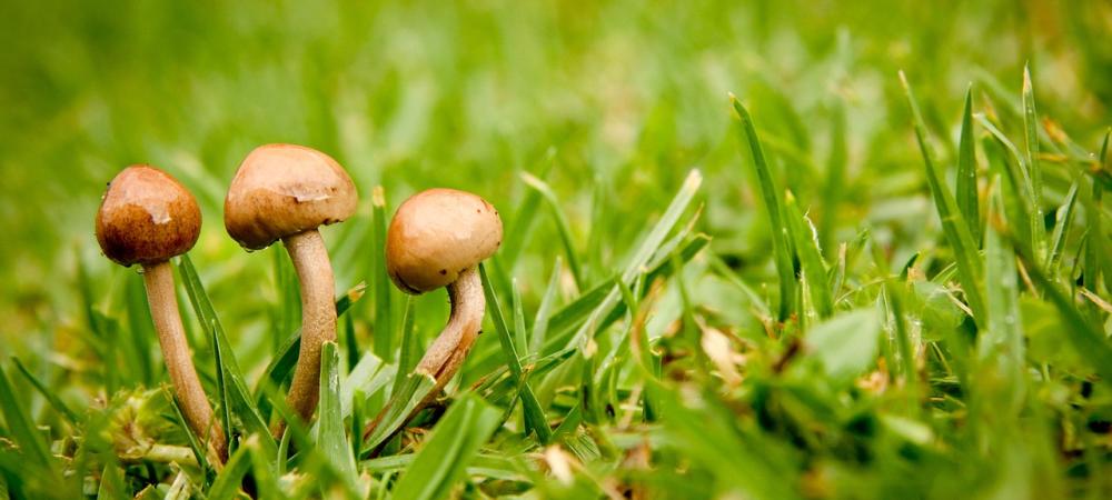 Mushroom growing on green lawn