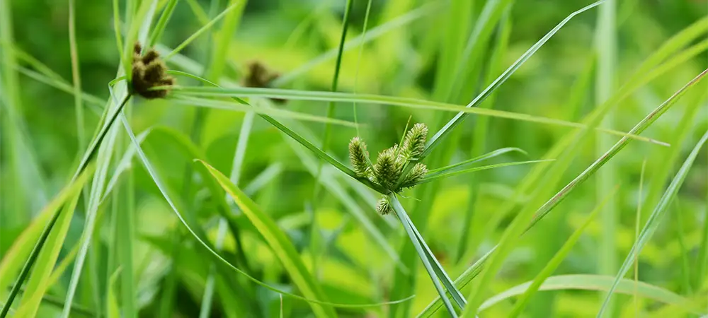 Nutsedge weed in Georgia
