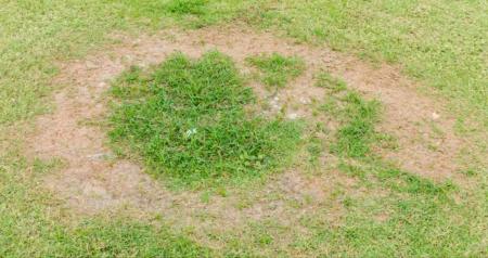 smoke ring on brown patch