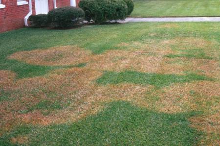 brown patch on front lawn