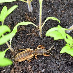 Closeup of mole cricket