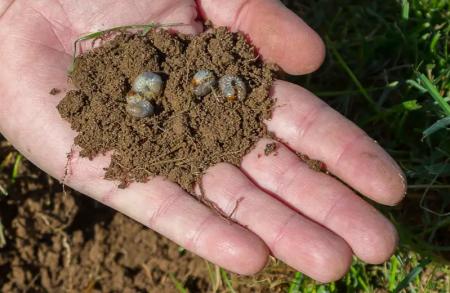 holding grubs living in soil