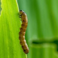 armyworm crawling up leaf