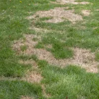 Brown patch in lawn