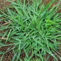 Georgia Crabgrass