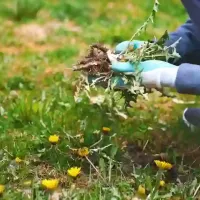 Pulling weeds in a Georgia lawn
