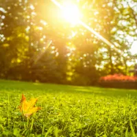 sun shining on grass