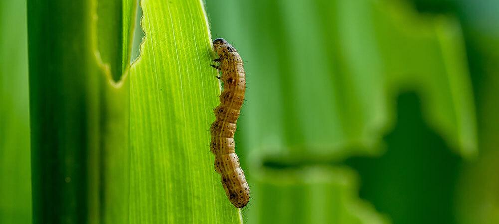armyworm crawling up leaf