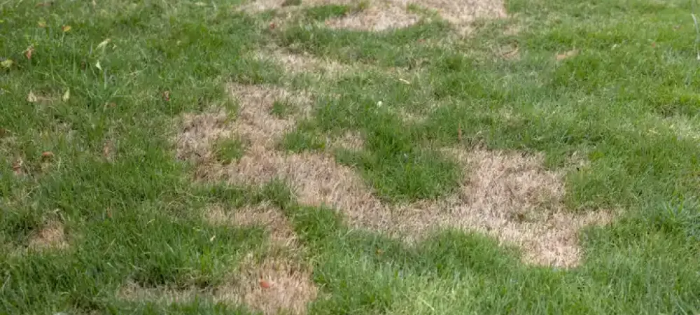 Brown patch in lawn