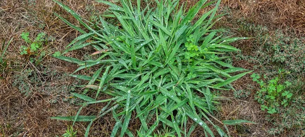 Georgia Crabgrass