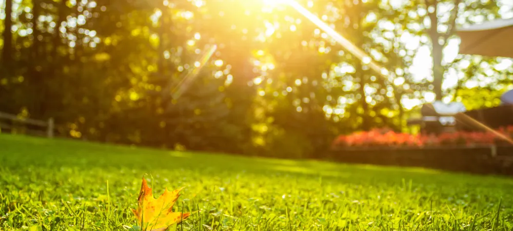 sun shining on grass