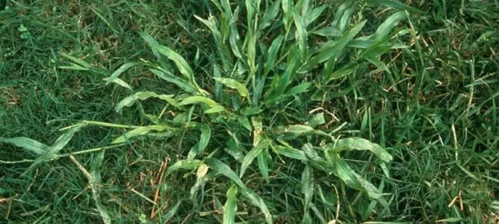 crabgrass