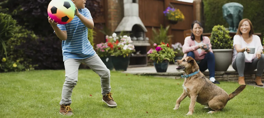 young boy throwing a soccer ball to this dog in the backyard