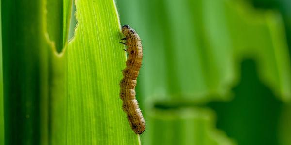 armyworm climbing on green grass