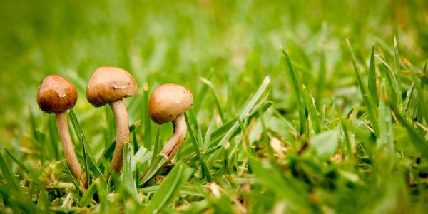 Mushroom growing on green lawn