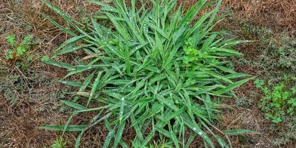 Georgia Crabgrass