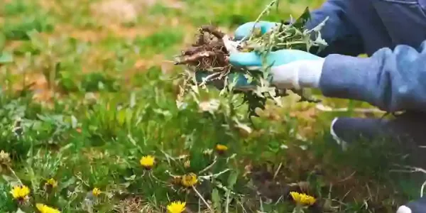 Pulling weeds in a Georgia lawn