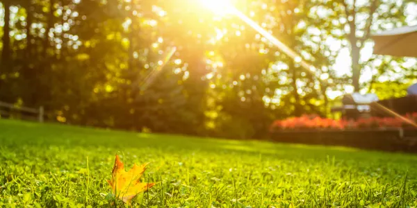 sun shining on grass
