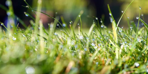 Grass