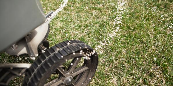Distributing seed on lawn.