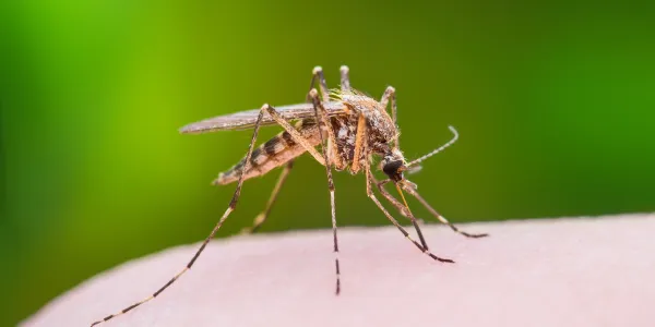 close up of a mosquito on someones hand