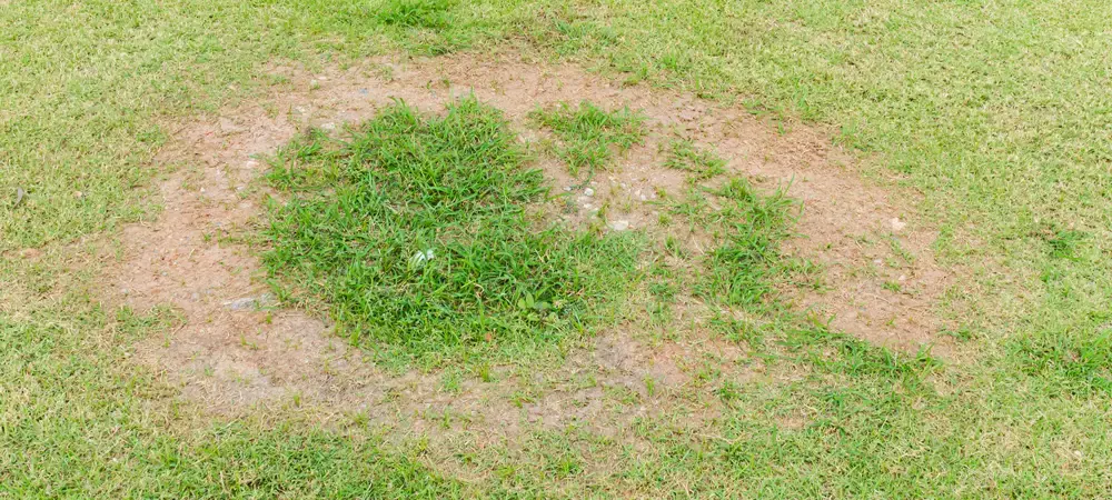 Brown Patch Lawn Disease