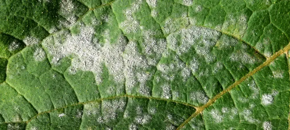 Powdery Mildew