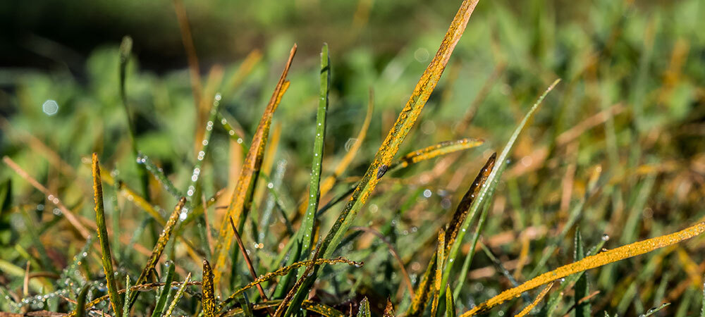 Lawn Rust