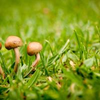 Mushroom growing on green lawn