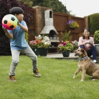 young boy throwing a soccer ball to this dog in the backyard