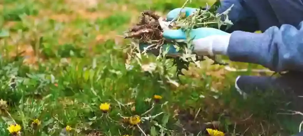 Pulling weeds in a Georgia lawn