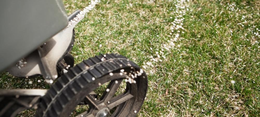Distributing seed on lawn.