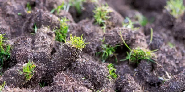 Lawn aeration