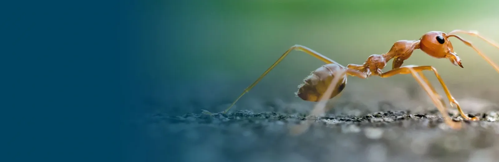 Fire ants